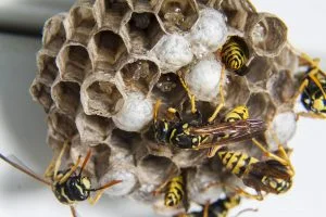 swarm-gad3fd1368_1920-300x200.jpg